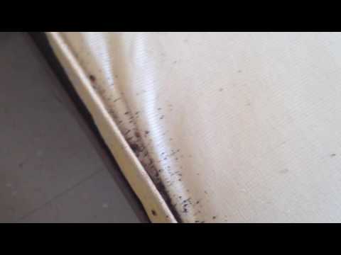 Severe Bed Bug Infestation Found in Rental Property in Belford, NJ