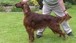 Dog Breed Video: Irish Setter