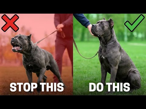 How to Train a Cane Corso: 15 DOs and DON’Ts Every Owner Needs