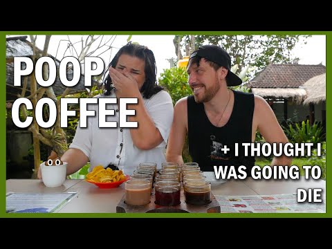 Degustação de café Kopi Luwak e a nova ponte de vidro em Ubud Bali