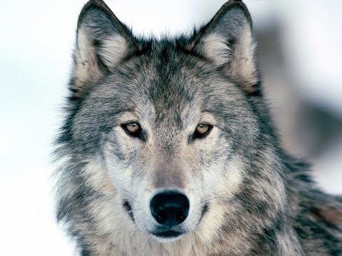 U2 - Raised By Wolves