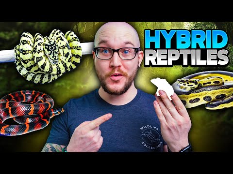5 WAHNSINNIGE NEUE Hybridschlangen, die ihr 2023 sehen werdet!