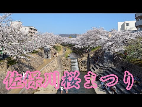 【桜花爛漫】佐保川桜まつり 180328