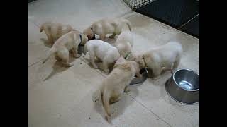 Video preview image #1 Golden Retriever Puppy For Sale in Germanton, TN, USA