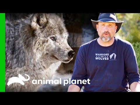 download lagu mp3 mp4 Larc, download mp3 Larc free downloadn, video klip Larc