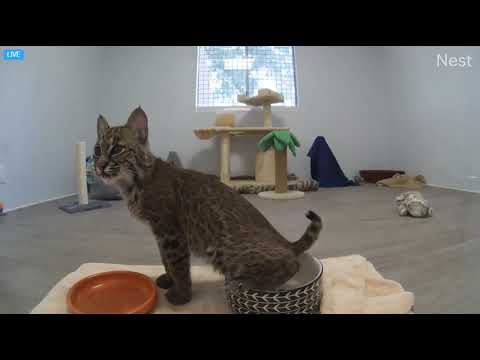 Angel peeing in her water bowl. Angel the rehab bobcat at Big Cat Rescue. 10 29 20