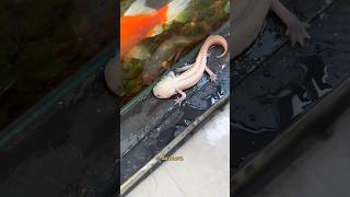 Download lagu 😲 The Missing Baby Axolotl Finally Reunites With Its Family! 🥰💙 !#trending #shorts #viral mp3 Download lagu 😲 The Missing Baby Axolotl Finally Reunites With Its Family! 🥰💙 !#trending #shorts #viral mp3