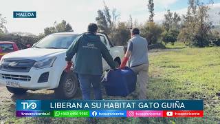 Güiña vuelve a su hábitat tras ser rehabilitado en centro de rescate de haciendo Cauquenes
