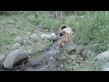Ngintip Lagi Mandi