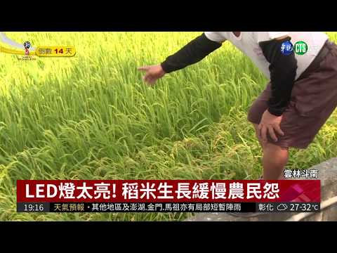 LED燈太亮! 雲林斗南稻米生長慢