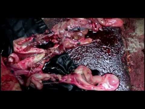 Trailer de Perdigotos da Discórdia (2012)