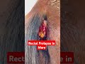 Rectal Prolapse In Mare Horse Punjabi Punjabisong Cow Animals Horse