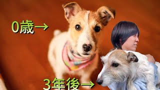これからジャックラッセルテリアを飼おうとしてる人に送る動画