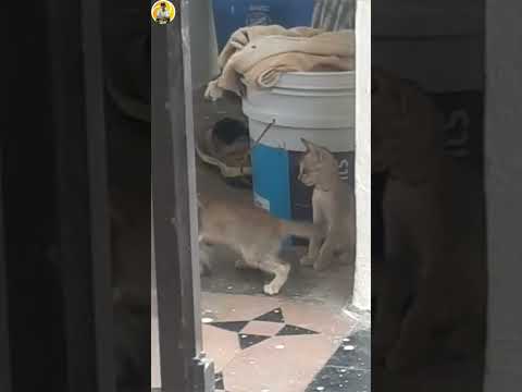 bujji fighting /cats fighting #song #sricharan #ytshorts #trending #viral #cats #bujjicar