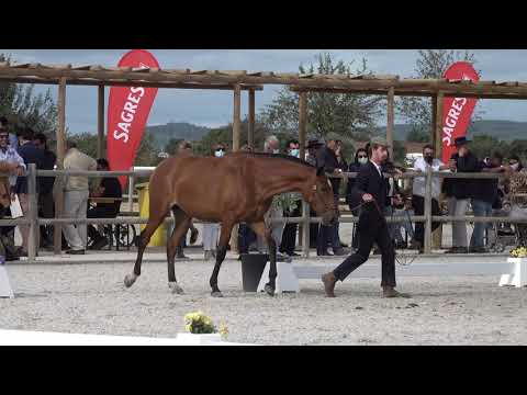 Ode d'Atela - Model and Movements - Golegã - September 2020 - Gold medal