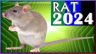 Rat Horoscope 2024 | Born 2020, 2008, 1996, 1984, 1972, 1960, 1948, 1936