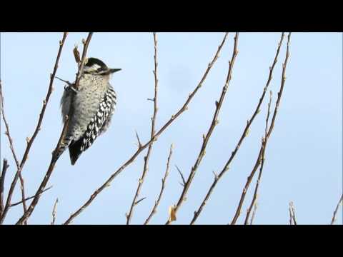 Ladder-backed Woodpecker, 18 January 2016
