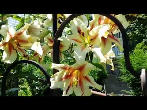 download lagu mp3 mp4 Purple Prince Lily, download lagu Purple Prince Lily gratis, unduh video klip Purple Prince Lily