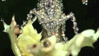 Gang Gang Dance: Chinese High