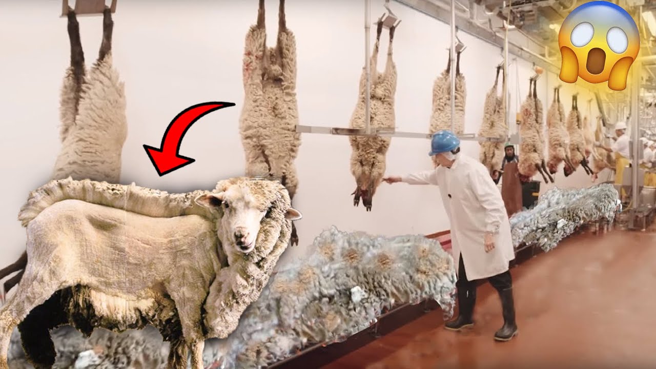 É ASSIM QUE TIRAM A LÃ DAS OVELHAS! - FAZENDA DE OVELHAS!