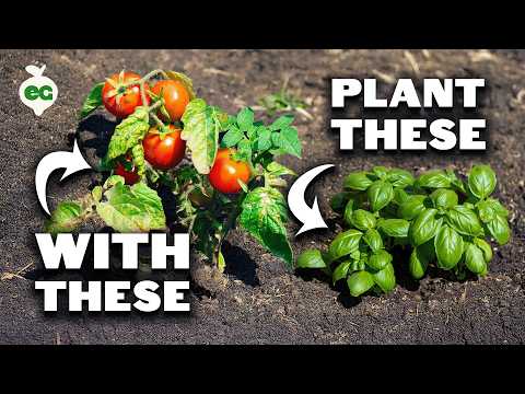 How to Prune Tomatoes for Maximum Yield and Plant Health