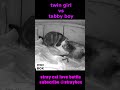 Stray Cat Love Battle TWIN GIRL VS TABBY BOY A CAT FIGHT OF LOVE AND LICKS