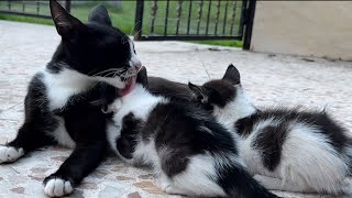 Funny moments from the lives of kittens and their mother✨
