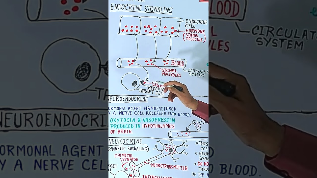 Endocrine Signaling #biologybySKSir #biologyshorts #biology