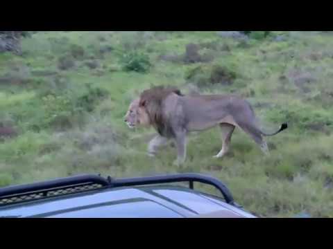 Lion Roar - Phinda Private Game Reserve (4K)