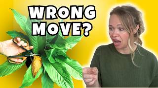 Yellow Leaves? Here's Exactly What to Check First...