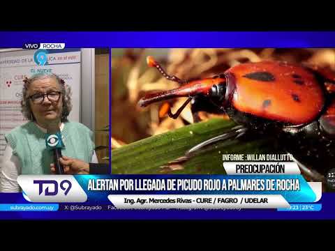 El picudo rojo: una amenaza inminente para los palmares de Rocha