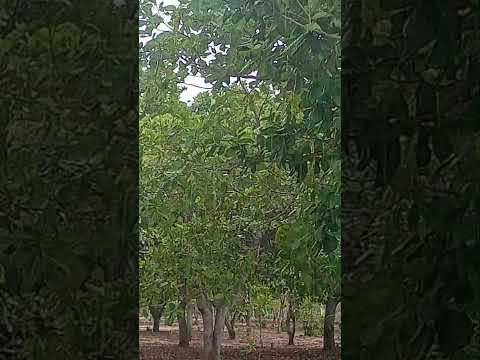 Chuva em Dizimeiro, Camocim-Ce 🌧️ 29/01/2026