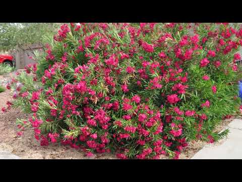 Plant Of The Day: October 31 - November 6