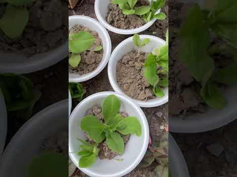 効果的な予防と同時に苗木をケラコオロギから守るにはどうすればよいでしょうか?  庭園