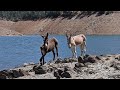 Donkey Rescue On Lake McClure Mariposa County California Or Jack And Jenny S Great Escape