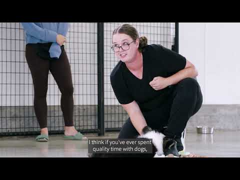 Fella & Fetch Training Academy