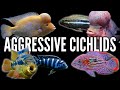 Top 10 Most Aggressive Cichlids