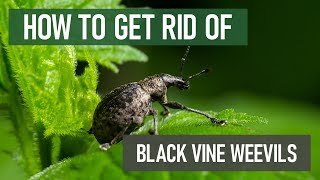 How to Get Rid of Black Vine Weevils [4 Easy Steps!]