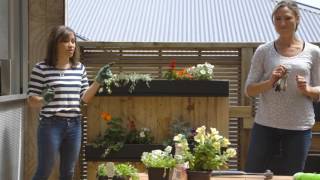 Youtube thumbnail for What to plant in your vertical pallet planters