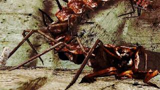 BAYANGKAN KAMU HARUS TURUN SAMBIL DIKEJAR KELABANG RAKSASA.... Idols of Ash