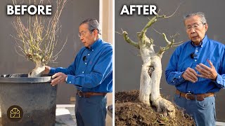 Refining a 25-Year-Old Japanese Maple Bonsai: Rootwork, Pruning & Branch Structure