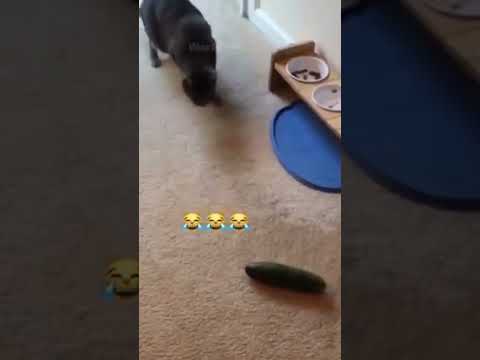 Funny cat| compilation # shorts #shortsfeed
