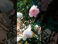 Evergreensongs Shorts Oldsongs Video