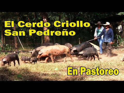 , title : 'EL CERDO CRIOLLO SAN PEDREÑO EN PASTOREO'