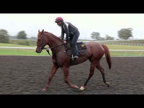 Judy The Beauty Eyes Breeders' Cup Repeat