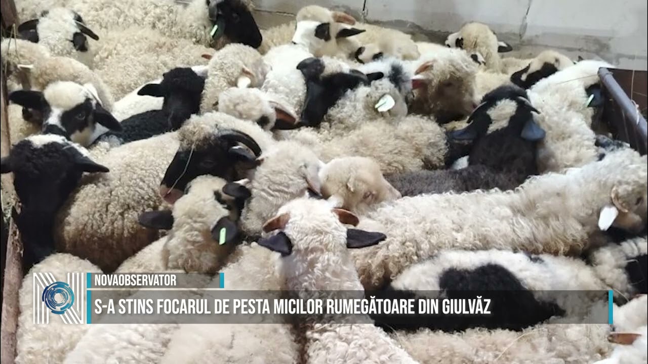 S-a stins focarul de Pesta micilor rumegătoare din Giulvăz