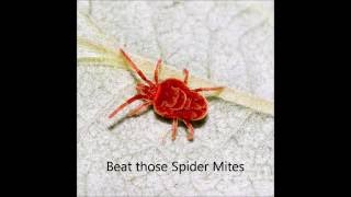 How to get rid of Red Spider Mites