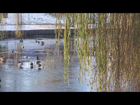 YouTube Preview Image