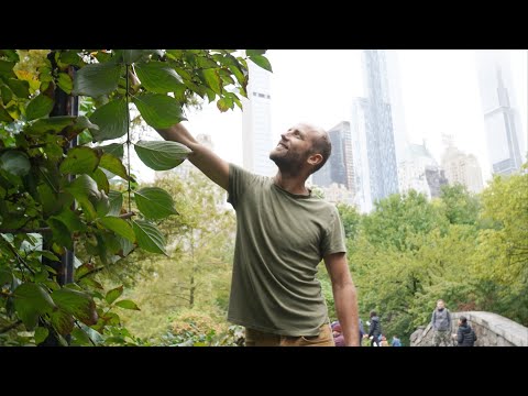 , title : 'Foraging Walk in Central Park, NYC. Food is Growing EVERYWHERE!'