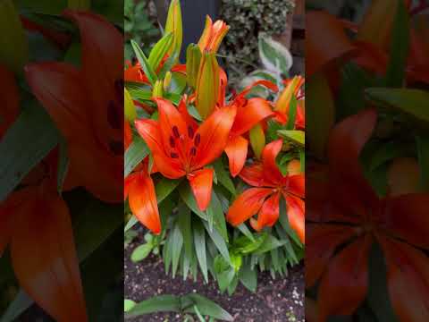 Beautiful garden #summer #garden #lilly #mentalhealth #trend #trending #calm